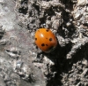 Coccinella septempunctata Coccinella septempunctata