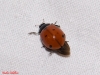 Coccinella septempunctata Coccinella septempunctata