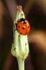 Coccinella septempunctata Coccinella septempunctata