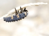 Coccinella septempunctata Coccinella septempunctata