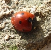 Coccinella septempunctata Coccinella septempunctata
