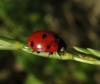 Coccinella septempunctata Coccinella septempunctata