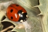 Coccinella septempunctata Coccinella septempunctata
