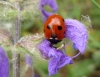 Coccinella septempunctata Coccinella septempunctata