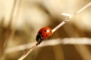 Coccinella septempunctata Coccinella septempunctata