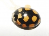 Coccinula quatuordecimpustulata Coccinula quatuordecimpustulata