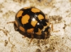 Coccinula quatuordecimpustulata