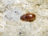 Cryptophagidae Cryptophagidae