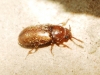 Cryptophagus sp. Cryptophagus sp.