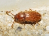 Cryptophagus sp. Cryptophagus sp.