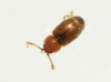 Cryptophagus sp. Cryptophagus sp.