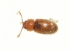 Cryptophagus sp. Cryptophagus sp.