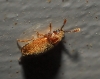 Cryptophagus sp. Cryptophagus sp.