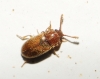 Cryptophagus sp. Cryptophagus sp.