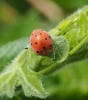 Epilachna argus Epilachna argus