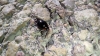 Exochomus pubescens ? Exochomus pubescens ?