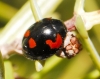 Exochomus quadripustulatus (Linnaeus, 1758)