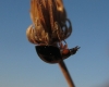 Exochomus pubescens Exochomus pubescens