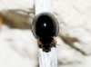 Exochomus pubescens Exochomus pubescens