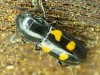 Glischrochilus quadripunctatus Glischrochilus quadripunctatus