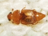 Haptoncus luteolus (Erichson, 1843)