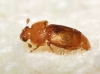 Haptoncus luteolus (Erichson, 1843)