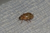 Harmonia quadripunctata Harmonia quadripunctata