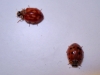 Harmonia quadripunctata Harmonia quadripunctata