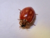 Harmonia quadripunctata Harmonia quadripunctata
