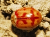 Harmonia quadripunctata Harmonia quadripunctata
