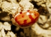 Harmonia quadripunctata Harmonia quadripunctata