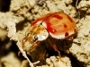 Harmonia quadripunctata Harmonia quadripunctata