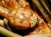 Harmonia quadripunctata Harmonia quadripunctata