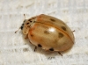 Harmonia quadripunctata Harmonia quadripunctata
