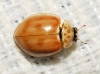 Harmonia quadripunctata Harmonia quadripunctata