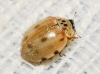 Harmonia quadripunctata Harmonia quadripunctata