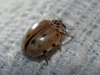 Harmonia quadripunctata Harmonia quadripunctata