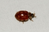Harmonia quadripunctata Harmonia quadripunctata