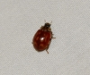 Harmonia quadripunctata Harmonia quadripunctata