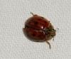 Harmonia quadripunctata Harmonia quadripunctata