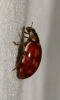 Harmonia quadripunctata Harmonia quadripunctata