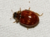 Harmonia quadripunctata Harmonia quadripunctata