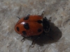 Hippodamia variegata Hippodamia variegata