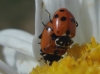 Hippodamia variegata Hippodamia variegata