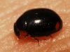 Hyperaspis ? 1/2 Hyperaspis ? 1/2