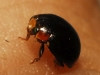 Hyperaspis ? 2/2 Hyperaspis ? 2/2