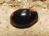 Hyperaspis cf. lata Hyperaspis cf. lata