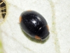 Hyperaspis cf. lata Hyperaspis cf. lata