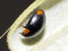 Hyperaspis cf. lata Hyperaspis cf. lata