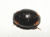 Hyperaspis sp. Hyperaspis sp.